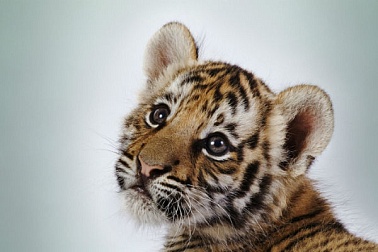 Как мы помогали спасать амурских тигров в Москве